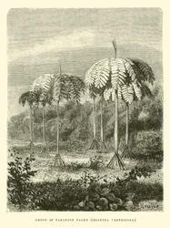 Gruppe von Tarapote-Palmen, Iriartea ventricosa